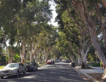 Mar Vista