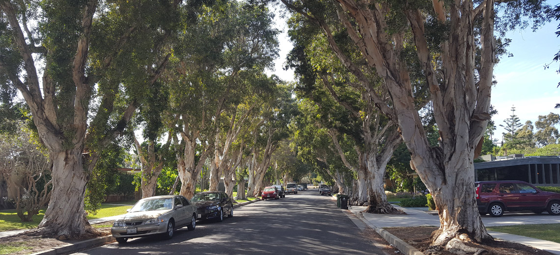Mar Vista Los Angeles Neighborhood Photo