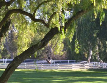Rolling Hills Estates