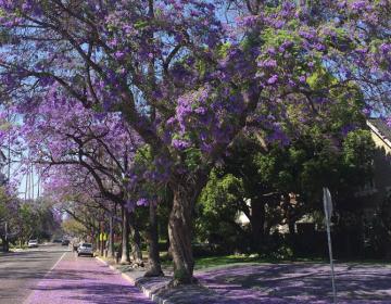 South Pasadena