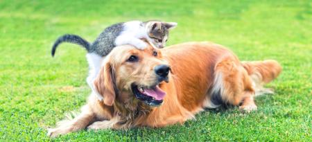 Pets in Seattle